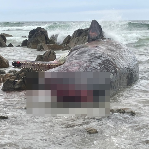 Νεκρή φάλαινα στην Αυστραλία