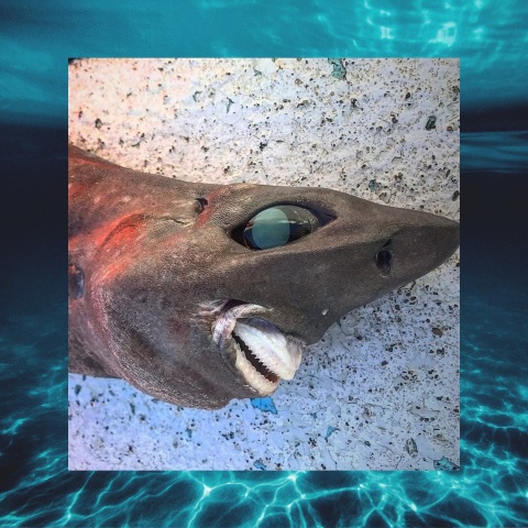 Απόκοσμης όψης καρχαρίας βρέθηκε στα νερά της Αυστραλίας – Διαφωνούν ειδικοί και χρήστες των κοινωνικών δικτύων για το είδος στο οποίο ανήκει.