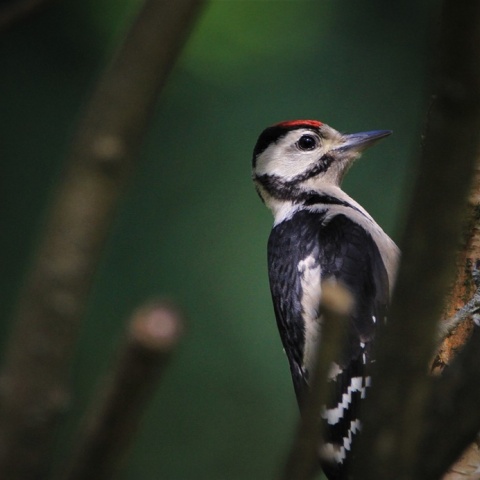 Τι δείχνουν οι αλλαγές στον πληθυσμό των πτηνών