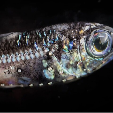 Φαναρόψαρα