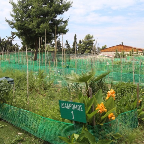 Δημοτικοί Λαχανόκηποι Αγίου Δημητρίου. 