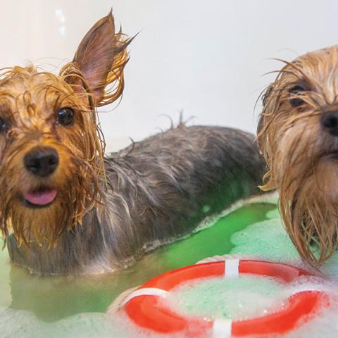 Dogo Loco - Dog Grooming & Spa