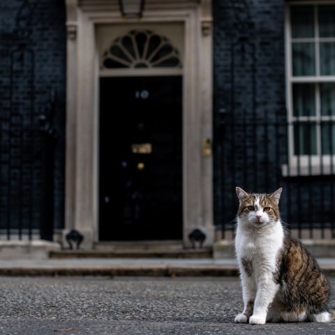 Ο Λάρι ο γάτος, το αιλουροειδές που επιφορτίστηκε με το καθήκον να διώχνει ποντίκια από τη βρετανική πρωθυπουργική κατοικία, εκδίωξε αλεπού στη Ντάουνινγκ Στριτ.