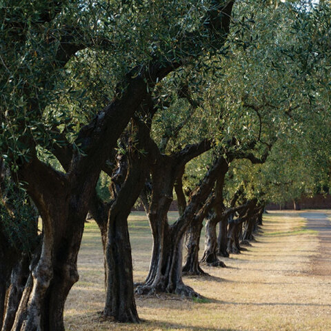 Δέντρα ελιές