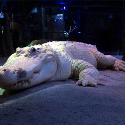 Αλμπίνο Αλιγάτορας