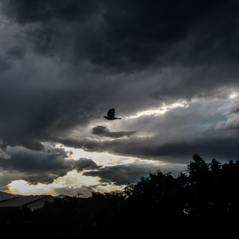 Μαύρα σύννεφα και ένα πουλάκι που πετά τον ορίζοντα