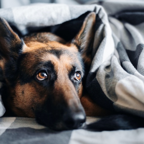 Επίδομα θέρμανσης: Αλλάζουν τα περιουσιακά κριτήρια, αυξάνονται τα ποσά - Ποιοι δικαιούχοι θα λάβουν από 100 έως και 1600 ευρώ.