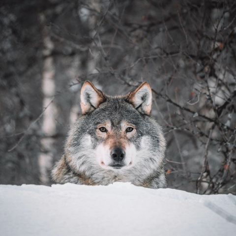 Λύκος κατέβηκε σε κατοικημένη περιοχή στην Ημαθία - Διανομέας φαγητού τον συνάντησε στο δρόμο, την ώρα που πήγαινε παραγγελία.