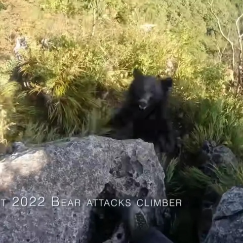 mountain-climber-fights-off-bear-barefisted-2