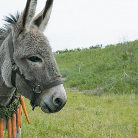 Κριτική ταινίας: ΕΟ
