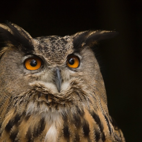 Ο μπούφος της ελληνικής υπαίθρου ίσως κρύβει τη λύση στο μεγάλο πρόβλημα που αντιμετωπίζουν οι αγρότες της Θεσσαλίας, λόγω του μεγάλου πληθυσμού τρωκτικών. 