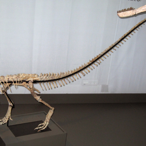 Απολίθωμα ζεφυρόσαυρου 