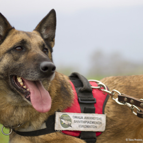Ο Κούκι, ο πρώτος σκύλος ανιχνευτής δηλητηριασμένων δολωμάτων, βγήκε στη «σύνταξη»	