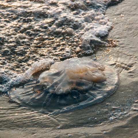 Μέδουσα σε παραλία