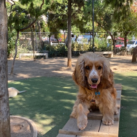 Ο Φρίξος στο Πάρκο σκύλων στην Πλατεία Οβρένοβιτς 