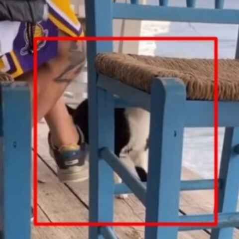 Αιδηψός: Η στιγμή που ο άνδρας κλωτσά τη γάτα στη θάλασσα