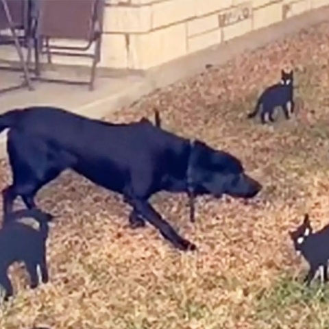 Halloween 2022: Ένα λαμπραντόρ ριτρίβερ έγινε viral στο TikTok με την απρόσμενη αντίδρασή του μπροστά σε μια παρέα από μαύρες γάτες.