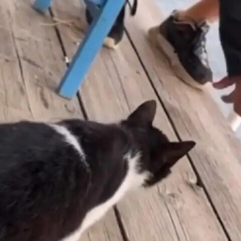 Κακοποίηση γάτας σε ταβέρνα στην Αιδηψό