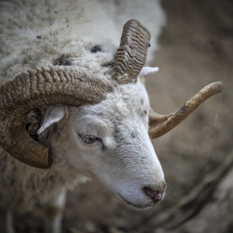 Κρήτη: Σοβαρός τραυματισμός 8χρονου που δέχθηκε επίθεση από κριάρι - Χτύπησε στον αυχένα και νοσηλεύεται εκτός κινδύνου στο ΠΑΓΝΗ.