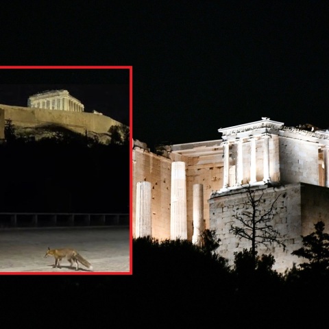 Μια αλεπού έκανε βόλτες στον πεζόδρομο της Διονυσίου Αεροπαγίτου, κάτω από την Ακρόπολη - Χρήστης του TikTok κατέγραψε τη σκηνή σε βίντεο.