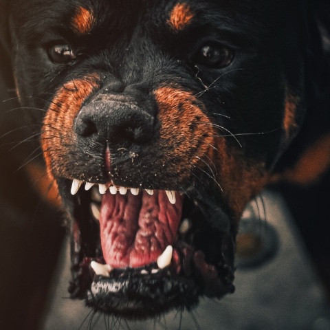 Τρομακτικό βίντεο: Σκύλος τρέχει στο δρόμο με ένα ανθρώπινο κεφάλι στο στόμα στην πολιτεία Σακατέκας του Μεξικού, που μαστίζεται από τη βία.