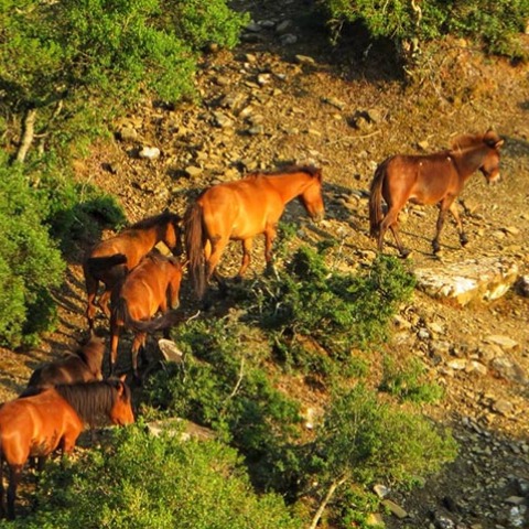 Άγρια άλογα στο Αγρίνιο 