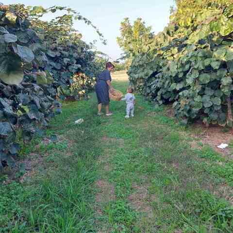 Αναστασία Καλαλίδου, η πολύτεχνη αγρότισσα που σαρώνει το TikTok με τις συνταγές της