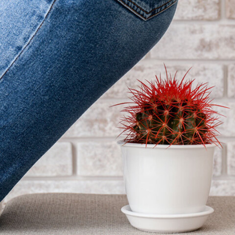 Αιμορροϊδική νόσος