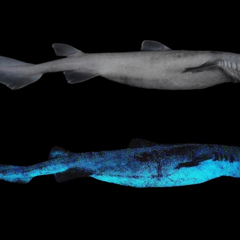 Φωτογραφήθηκε από Βέλγο επιστήμονα καρχαρίας του είδους kitefin: Το δέρμα του λάμπει σε βάθος 800 μέτρων - Πώς εξηγείται το φαινόμενο της βιοφωταύγειας.