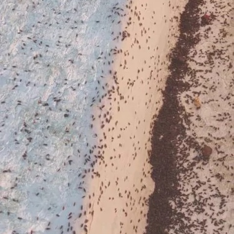 Χιλιάδες σκαθάρια έχουν κάνει την εμφάνισή τους στο Μετόχι Δυτικής Αχαΐας – Ανήμποροι οι κάτοικοι, επικοινωνία Δήμου με την Περιφέρεια και υγειονομικές υπηρεσίες.