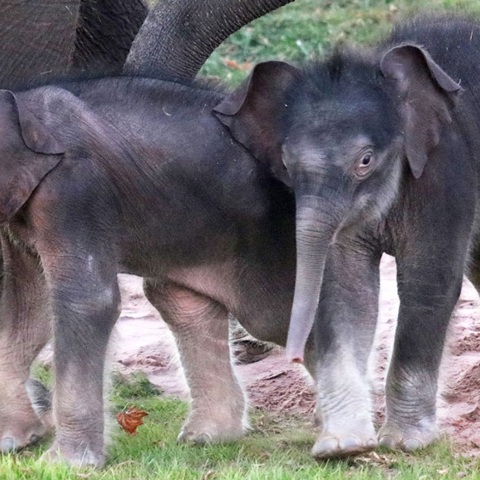 Ασιατικοί δίδυμοι ελέφαντες γεννήθηκαν στη Νέα Υόρκη: Λιγότερο από το 1% των γεννήσεων ελεφάντων είναι δίδυμα - και όταν γεννιούνται δίδυμα, σπάνια επιβιώνουν.