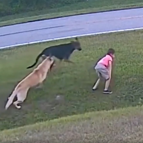 Ένα εξάχρονο αγόρι από τη Φλόριντα κινδύνευσε σοβαρά όταν δέχτηκε επίθεση από τον σκύλο ενός γείτονα - Η ηρωική παρέμβαση του Τανκ έγινε viral.