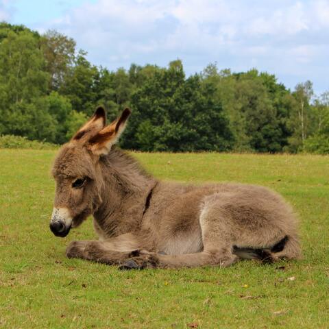 Γαϊδουράκι