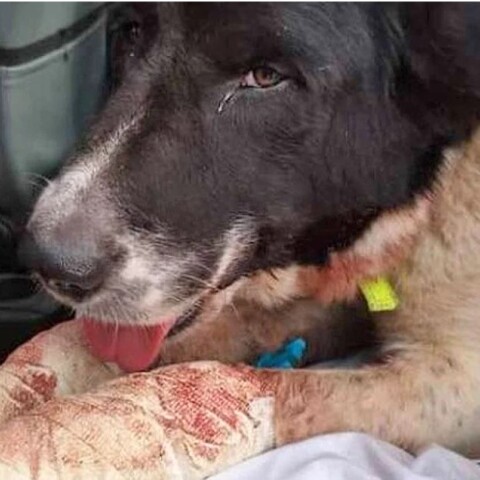 Τραυματισμένος σοβαρά σκύλος μετά την κακοποίηση από τον ιδιοκτήτη του