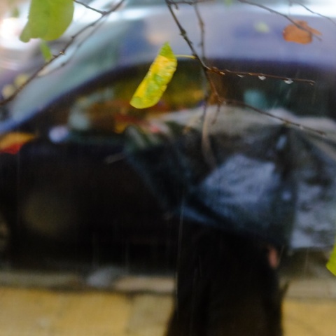 Πολίτης με ομπρέλα προστατεύεται από τη βροχή - Φύλλα δέντρου σε πρώτο πλάνο