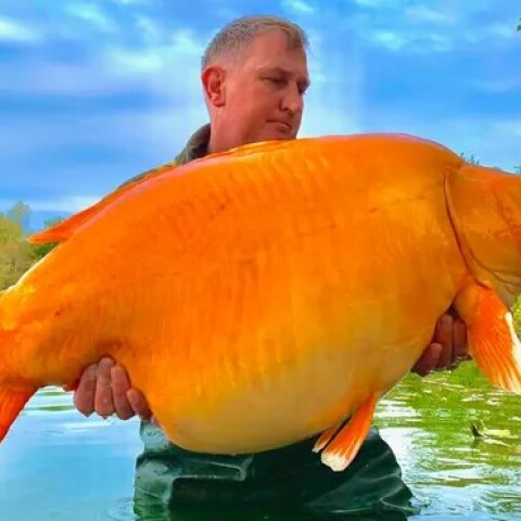 Ο 42χρονος ψαράς κρατά χρυσόψαρο που έπιασε σε λίμνη της Γαλλίας