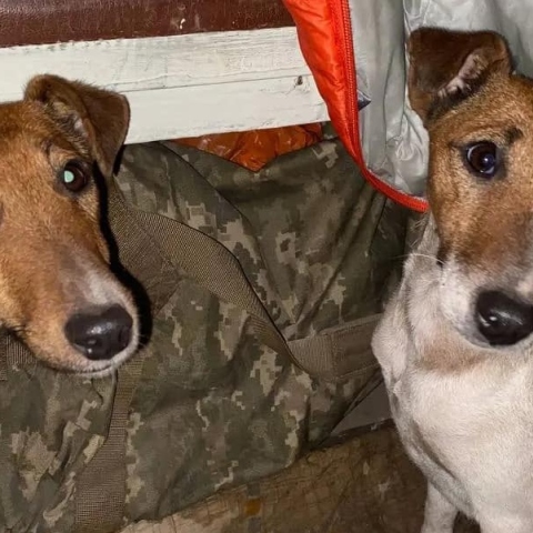 Ανεμβολίαστα κουτάβια σε εμπόλεμες και μη περιοχές: Ο Όνυξ και η Λέιζι, ο έρανος του φιλοζωικού οργανισμού UAnimals.