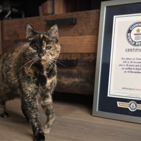Η γηραιότερη γάτα στον κόσμο επιβεβαιώθηκε σε ηλικία 26 ετών από τα Παγκόσμια Ρεκόρ Γκίνες - Το χρονικό του περιπετειώδους βίου της Φλόσι.