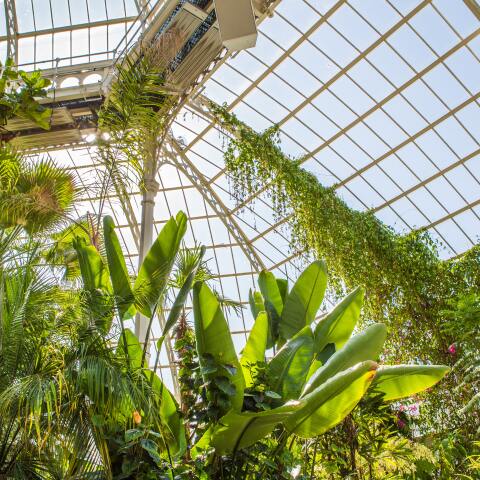 σπίτι με φυτά 