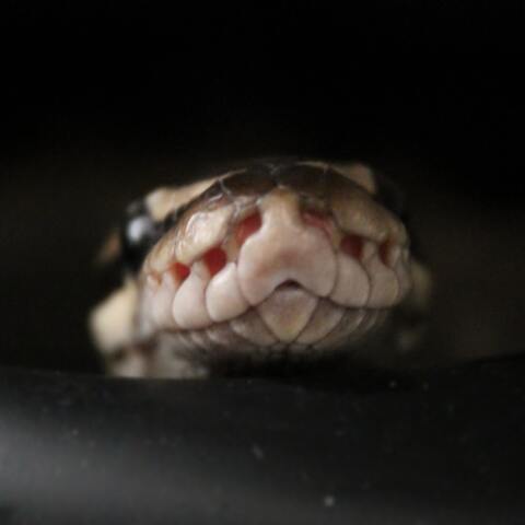 Αυστραλία: Πεντάχρονο αγόρι δέχθηκε επίθεση από πύθωνα και σώθηκε τελευταία στιγμή