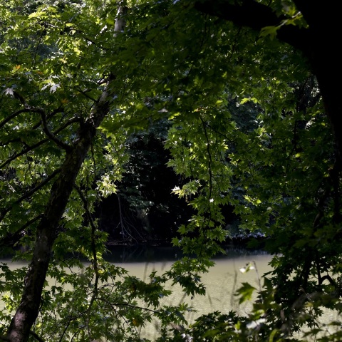 Θανατηφόρα ασθένεια «θερίζει» υπεραιωνόβια πλατάνια σε έκταση χιλίων στρεμμάτων στη Φθιώτιδα - Τι είναι το μεταχρωματικό έλκος που απειλεί τα ιστορικά δέντρα.