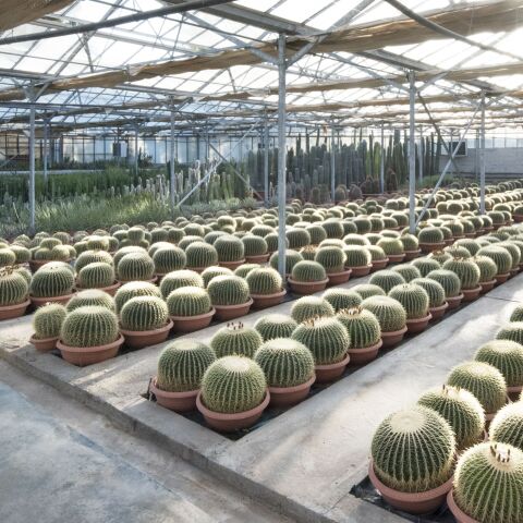 Θερμοκήπιο Πουλημένος