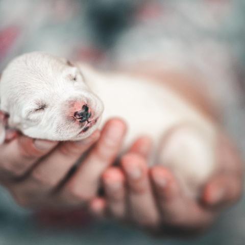 Νεογέννητο κουτάβι