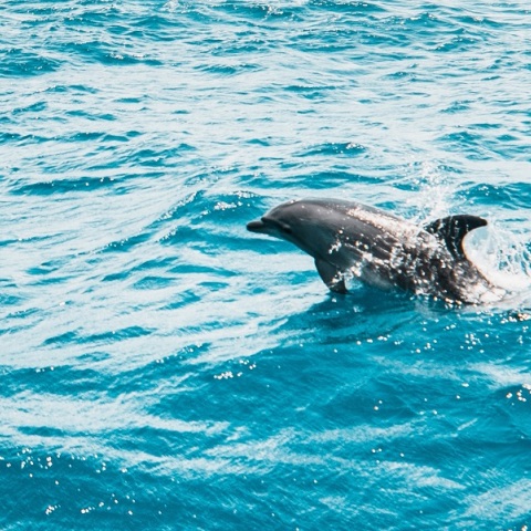 Το βίντεο με τη διάσωση δελφινιού στον Έβρο που ανέβασε στο Facebook ο Τάκης Θεοδωρικάκος