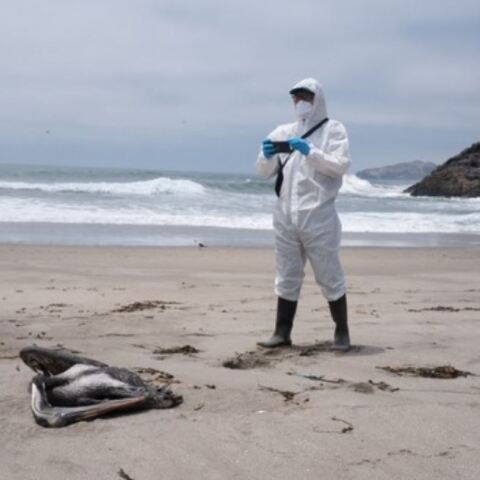 thalassopoulia-perou