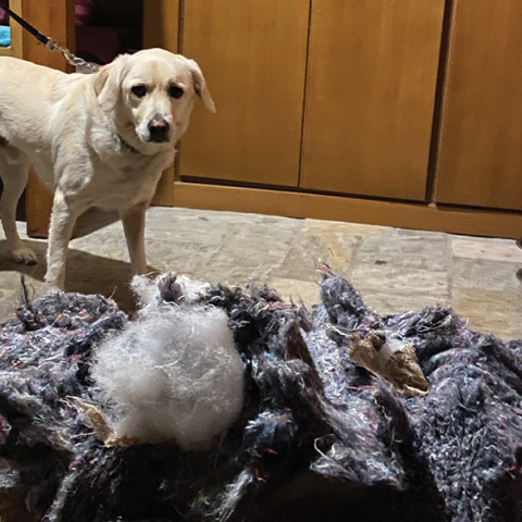 Σκύλος στο ορεινό Καταφύγιο Αγράφων