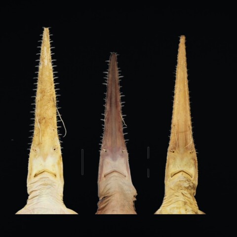 Νέο είδος εξαβράγχιου πριονοκαρχαρία ανακαλύφθηκε στον δυτικό Ινδικό Ωκεανό - Τα επιστημονικά ευρήματα και ο ρόλος των ψαράδων σε Μαδαγασκάρη και Τανζανία. 