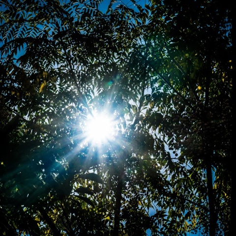 Ακτίνες του ήλιου διακρίνονται πίσω από τα φύλλα δέντρων παραπέμποντας στη φράση «ήλιος με δόντια»