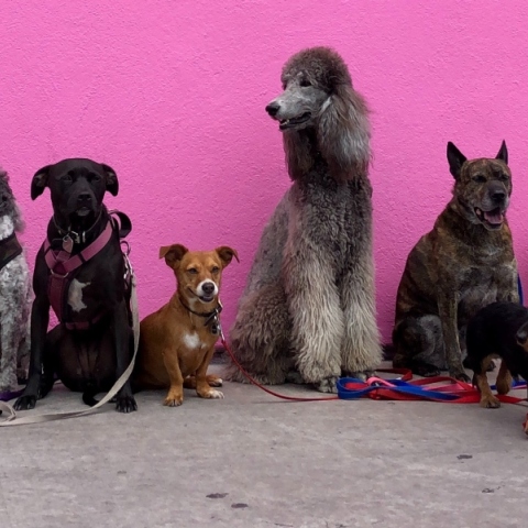 Γιορτή υιοθεσίας αδέσποτων σκυλιών