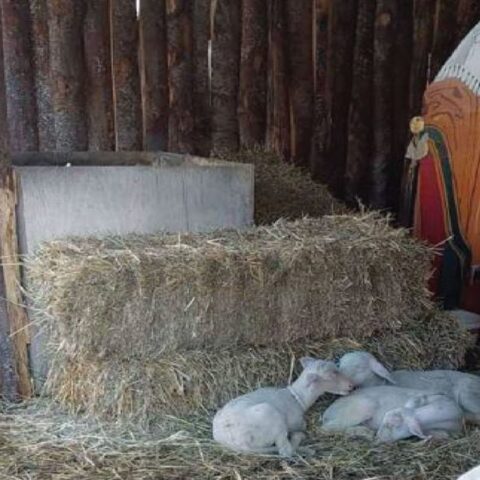 Αρνάκια σε χριστουγεννιάτικες φάτνες στον Βόλο